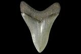 Serrated, Fossil Megalodon Tooth - Georgia #142357-2